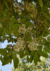 Syzygium claviflorum