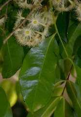 Syzygium claviflorum