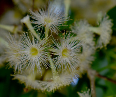 Syzygium claviflorum