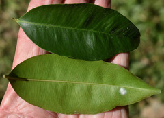 Syzygium claviflorum