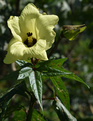 Gossypium barbadense