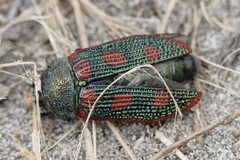 Stigmodera cancellata