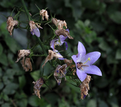 Campanula versicolor