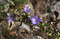 Campanula versicolor