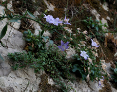 Campanula versicolor