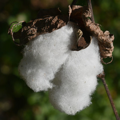 Gossypium barbadense