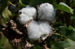 Gossypium barbadense