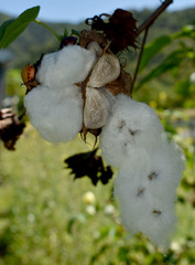 Gossypium barbadense