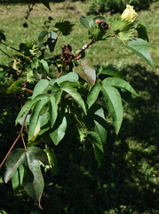 Gossypium barbadense