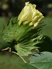 Gossypium barbadense