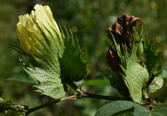Gossypium barbadense