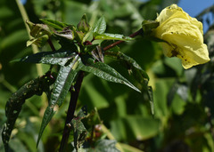 Gossypium barbadense
