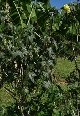 Gossypium barbadense