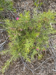 Grevillea confertifolia