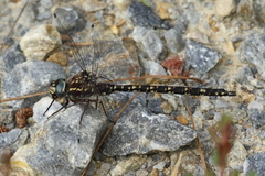 Austroaeschna parvistigma
