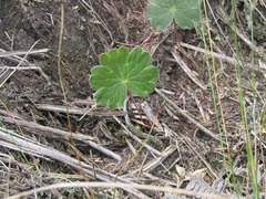 Alchemilla orbiculata