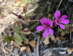 Pelargonium rodneyanum