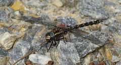 Austroaeschna parvistigma