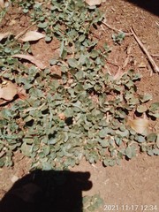 Amaranthus thunbergii