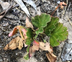Pelargonium rodneyanum