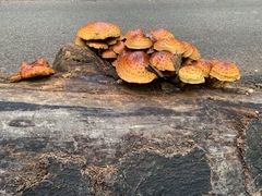 Pholiota adiposa
