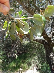 Quercus agrifolia oxyadenia