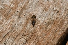 Lyctocoris campestris