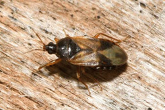 Lyctocoris campestris