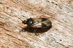 Lyctocoris campestris