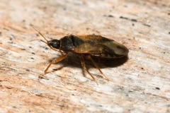 Lyctocoris campestris
