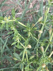 Glinus oppositifolius