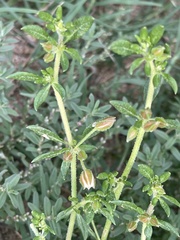 Glinus oppositifolius