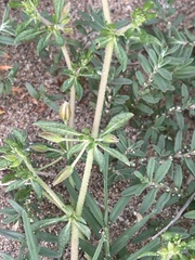 Glinus oppositifolius