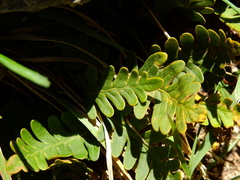 Pleopeltis pinnatifida