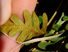 Pleopeltis pinnatifida
