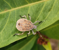 Erthesina acuminata