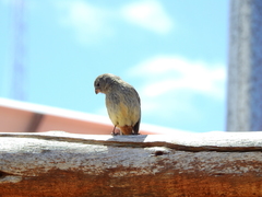 Catamenia