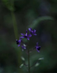 Delphinium anthriscifolium