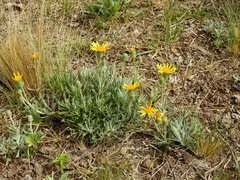 Senecio ceratophylloides