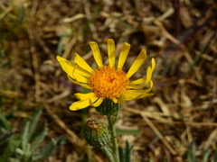 Senecio ceratophylloides