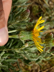 Senecio ceratophylloides