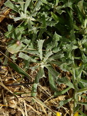Senecio ceratophylloides
