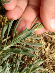 Senecio ceratophylloides