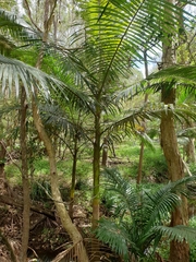 Archontophoenix alexandrae