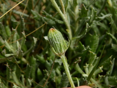 Senecio ceratophylloides