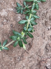 Glinus oppositifolius