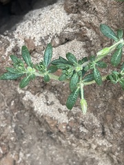 Glinus oppositifolius