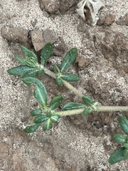 Glinus oppositifolius