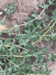 Glinus oppositifolius