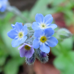 Myosotis